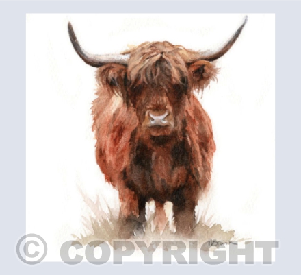 'Hangus' Highland Cow