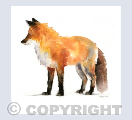 'Rufus' Red Fox
