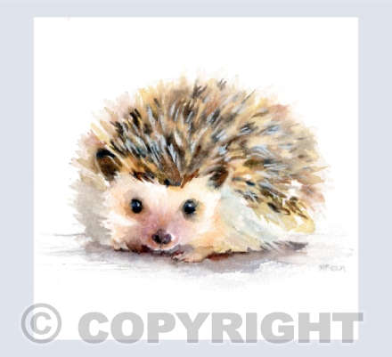 'Hetty' Hedgehog
