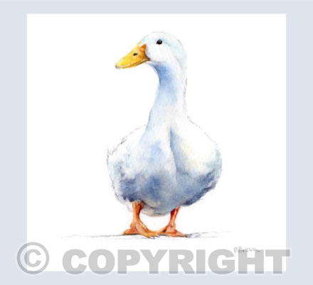 'Doris' Duck