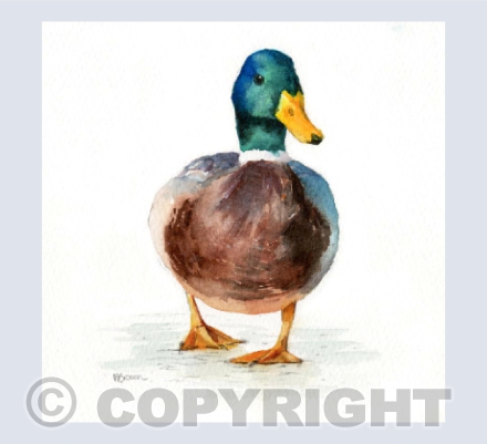 'Maverick' Mallard
