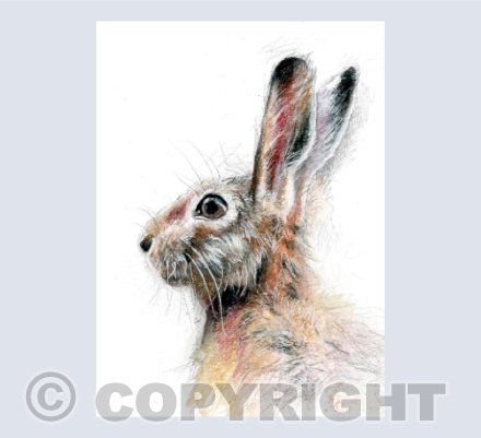 Hare Sketch - in Watercolour Pencils