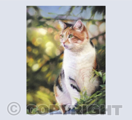 Cat on the roof