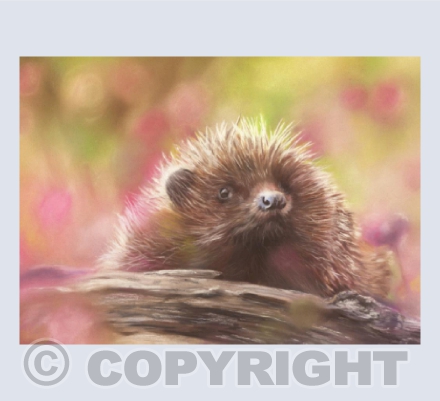 'Spring has come!' Hedgehog in Pastel Pencils.