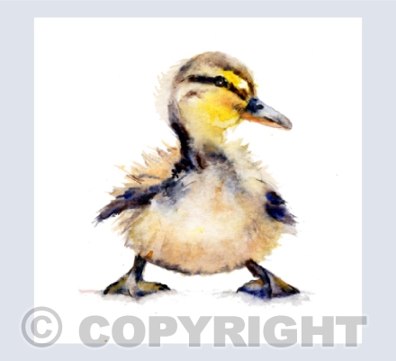 'Daphne' Duckling