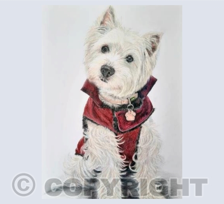 Mia (Westie)