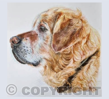Monty the Goldie