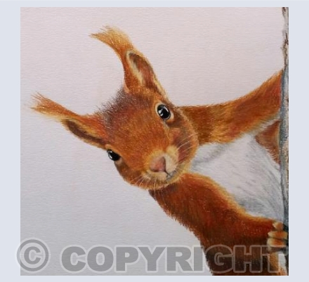 Red Squirrel