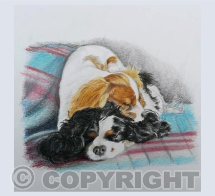 Alfie & Lexie