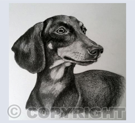 Molly the dachshund