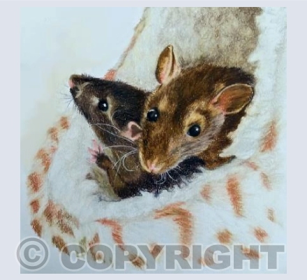 Willow & Cookie