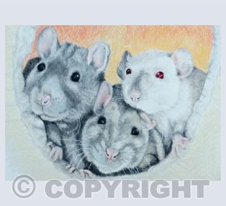 Blue, Fudge & Skye