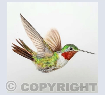 Humming Bird