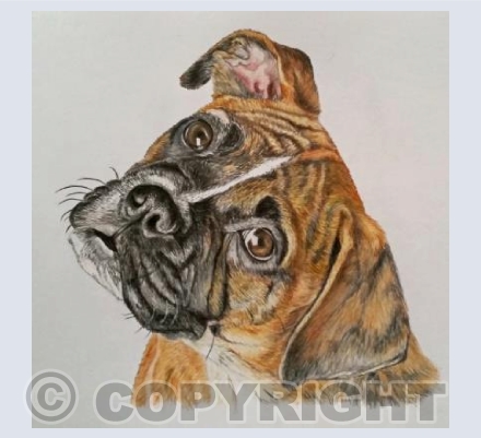 Billy the Boxer