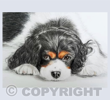 My Tilly