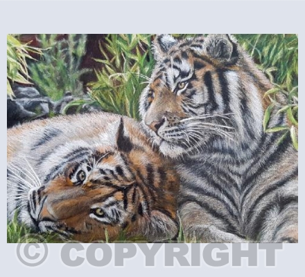Tigers
