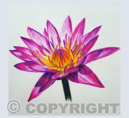 Waterlily