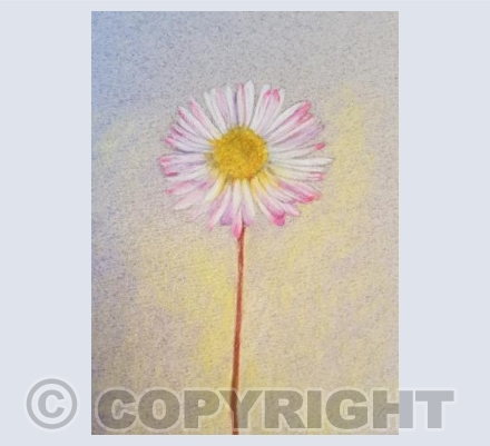 Daisy