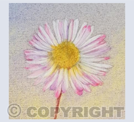 Daisy 2