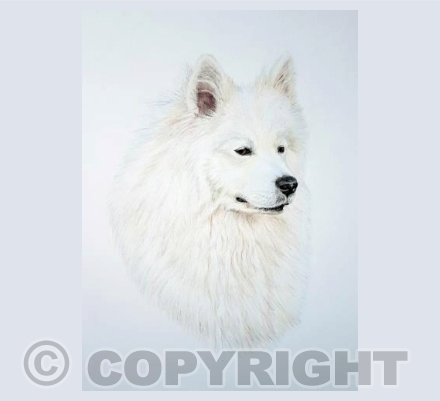 Tilly Samoyed