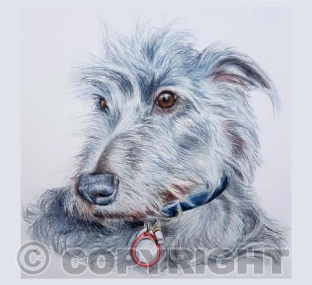 Daisy the Lurcher