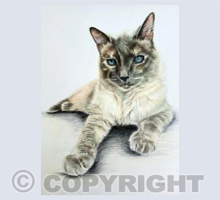 Sheena