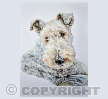 Ollie (Terrier)