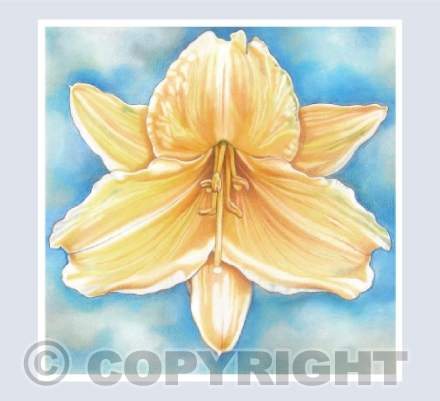 Yellow Daylily