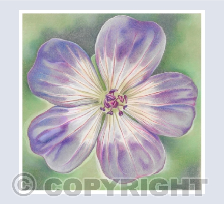 Rozanne Geranium