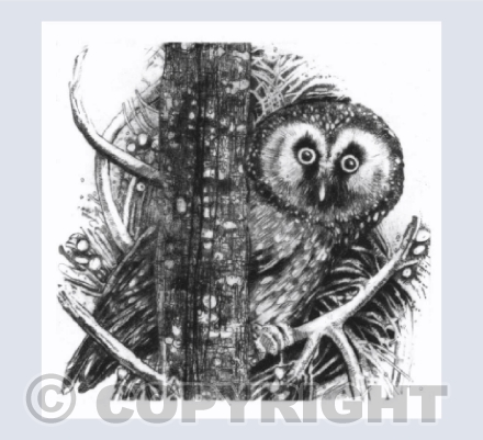 Boreal Owl
