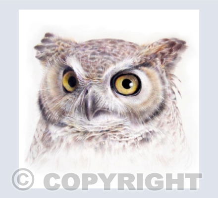 Great Horned Owl