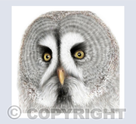 Great Grey Owl - 'Phantom of the North'