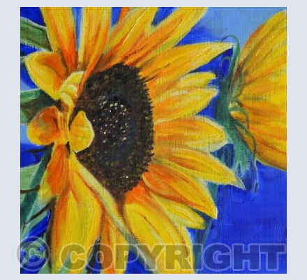 Sunflower 1