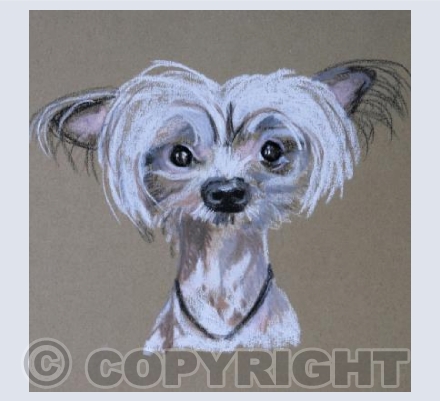 Chinese Crested Pinup
