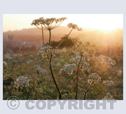 Bathwick Fields, Golden Light