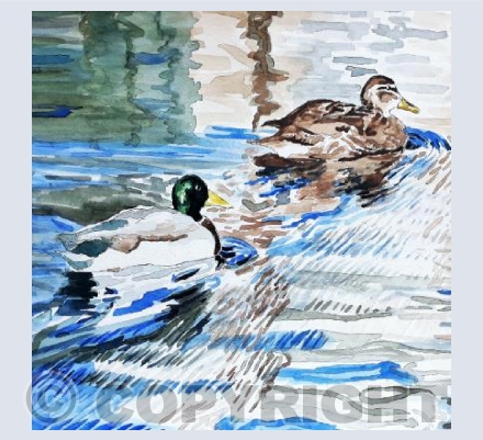 Ducks