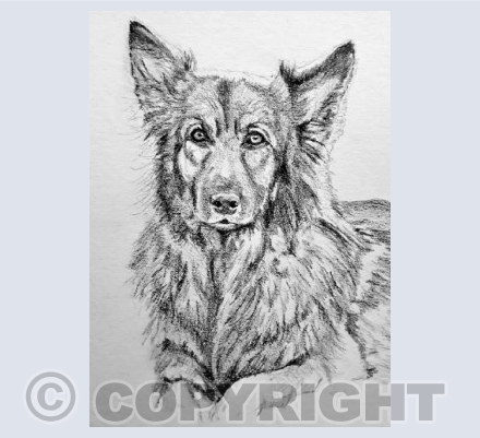 German Shepherd