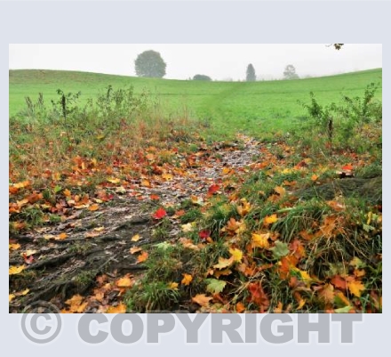Autumn Leaves