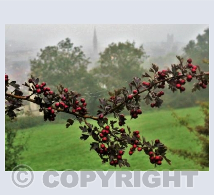 Hawthorn Berries