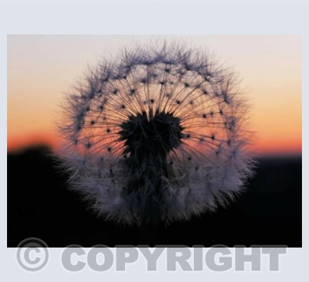 Dandelion Clock 