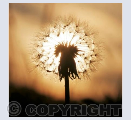 Dandelion Dawn 