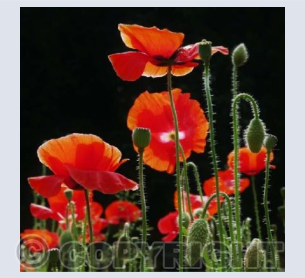 Poppies