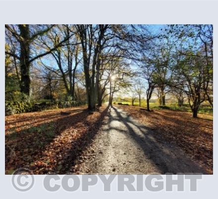 Winter Sunshine - Rainbow Woods