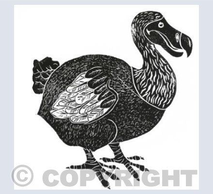 Dodo