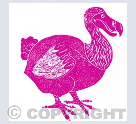 Pink Dodo