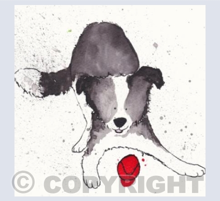 Border Collie