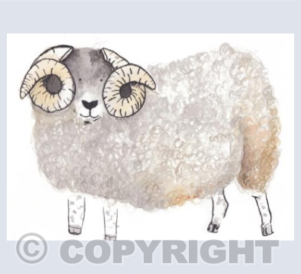 Black Faced Sheep