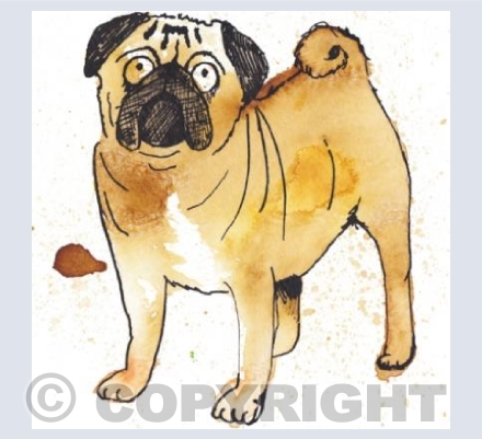 Pug