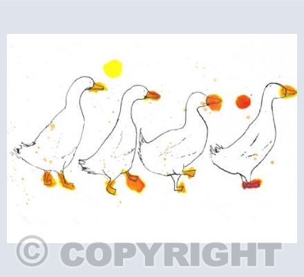 Ducks 