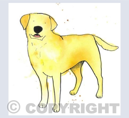 Labrador 